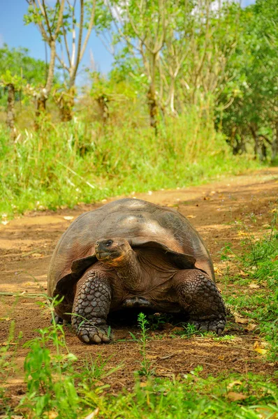 A Galapagos Tortoise — Stock Photo, Image