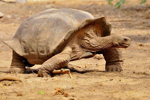 A tortoise walking — Stock Photo, Image