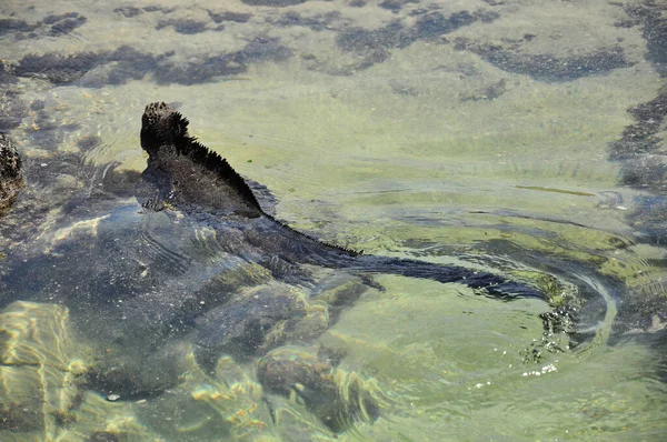 Marina Iguana Nuota Nel Mare — Foto Stock