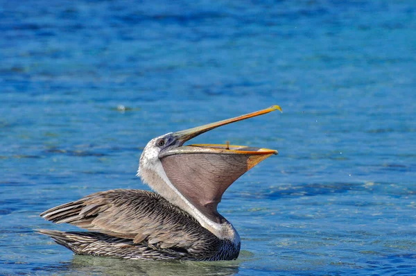 Um Pelicano Comer — Fotografia de Stock