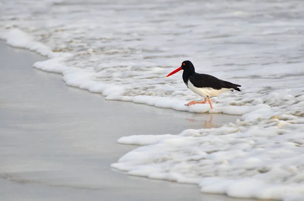 A bird on a beach — Stock Photo, Image