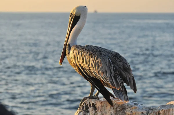 Pelican sitting on a rock — Stock Photo, Image