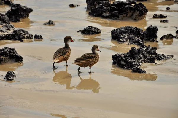 Birds on the beach on the Galapagos Islands, Ecuador — Stock Photo, Image