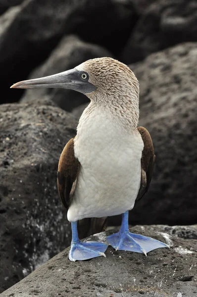 Blue footed booby — Stock Photo, Image