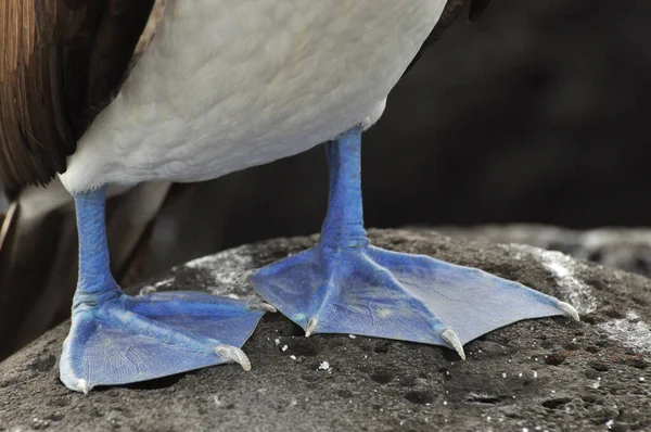 Modrá pata stránky nekňuba — Stock fotografie