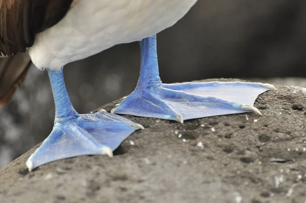 Синій слайдер ногами міни — стокове фото