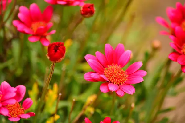 Piękne czerwone kwiaty — Zdjęcie stockowe