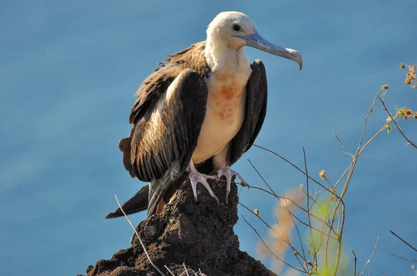 Frigate bird sitting in the cliff — Stock Photo, Image