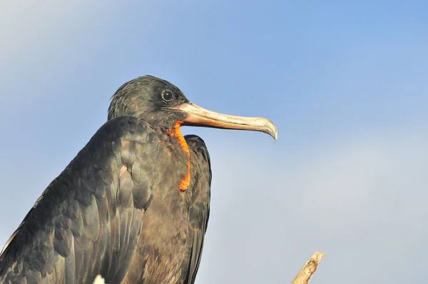 Fechar de um frigatebird — Fotografia de Stock