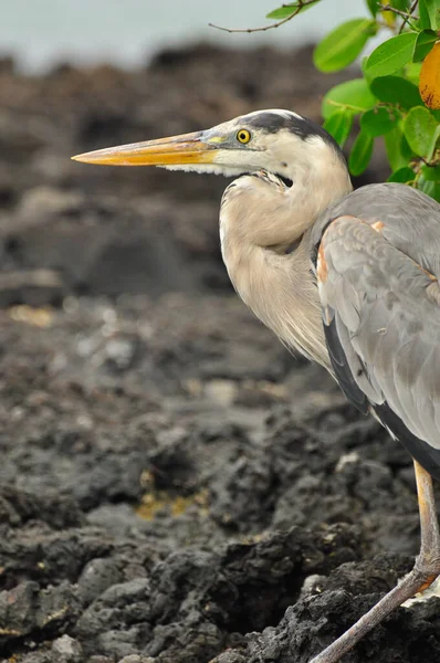 Una garza escondida entre el follaje — Foto de Stock