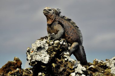 Kayanın üstünde bir iguana