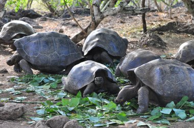 Galapagos kaplumbağası