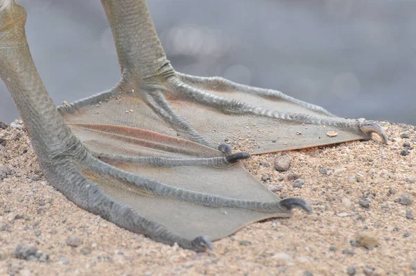 Uma pari de pés pelicanos — Fotografia de Stock