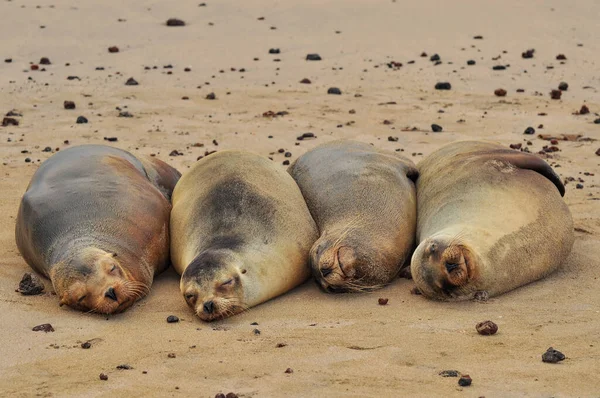 León marino en la playa — Foto de Stock