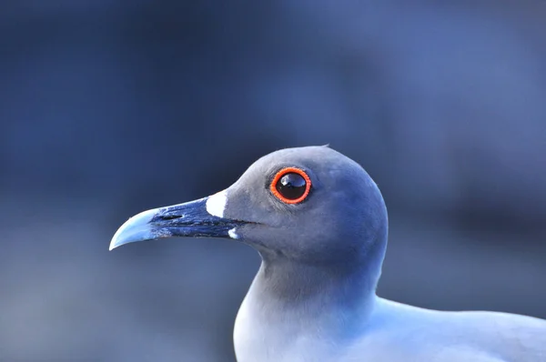 산크리스토발의 갈라파고스 섬의 새 — 스톡 사진