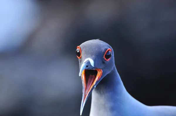 Pássaro na Ilha de Galápagos de San Cristobal — Fotografia de Stock