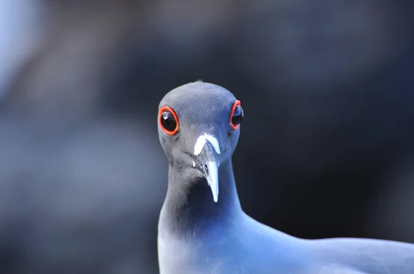 Птица на Галапагосском острове Сан-Кристобаль — стоковое фото