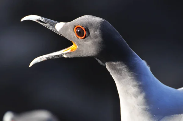 Птица на Галапагосском острове Сан-Кристобаль — стоковое фото