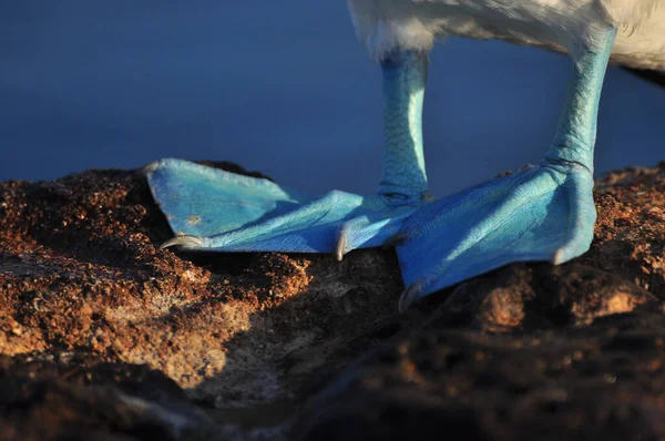 Blue Footed Boobie — Stock Photo, Image