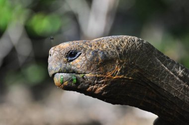 Galapagos kaplumbağası