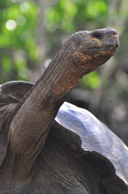 Galapagos kaplumbağası