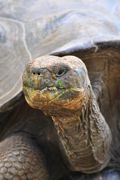 Galapagos Tortoise — Stock Photo, Image