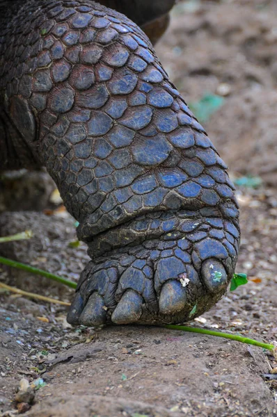 Tartaruga das Galápagos — Fotografia de Stock