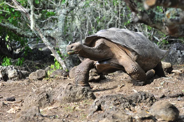 Tortue des Galapagos — Photo