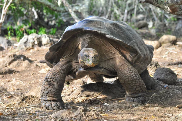 Galapagos sköldpadda — Stockfoto