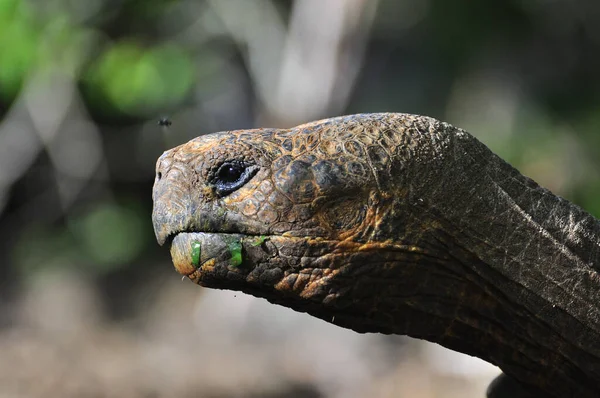 Galapagos Tortoise — Stock Photo, Image