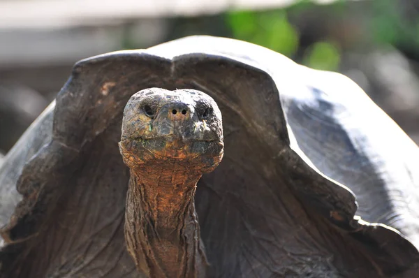 Galapagos Tortoise — Stock Photo, Image