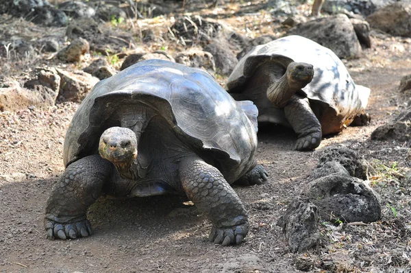 Galapagos Tortoise — Stock Photo, Image