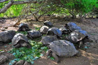 Galapagos kaplumbağası