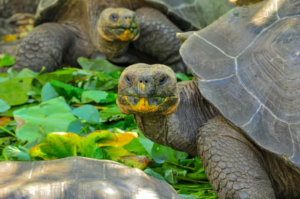 Galapagos Tortoise — Stock Photo, Image