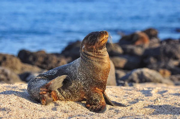 Sea lion on the beach — Stock Photo, Image