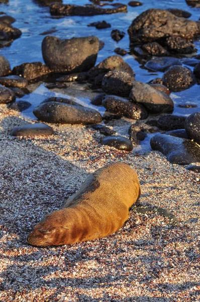 León marino en la playa — Foto de Stock