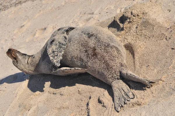 León marino en la playa —  Fotos de Stock