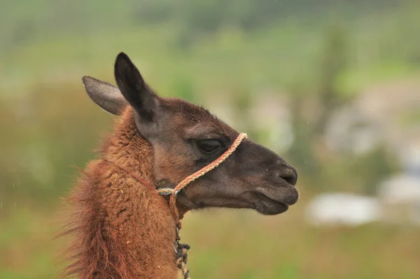 En lama från Ecuadors högland. — Stockfoto