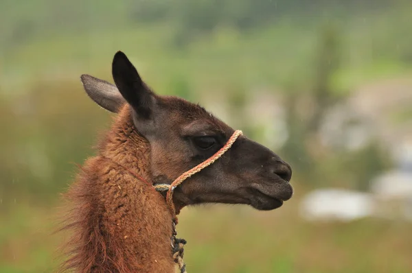 Egy láma Ecuador felföldjéről.. — Stock Fotó