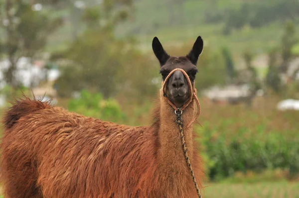 Una llama de las tierras altas de Ecuador . —  Fotos de Stock