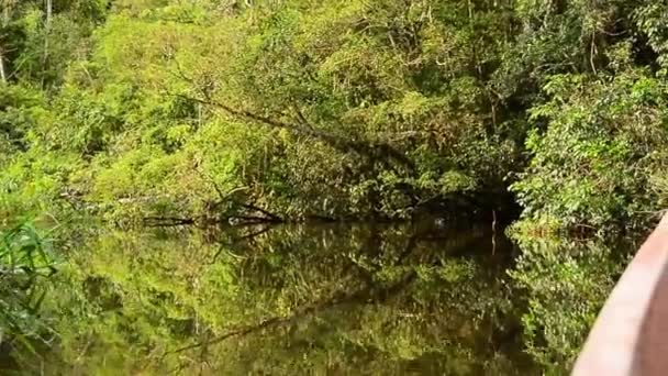 Une vue sur la rive de la région amazonienne d'Amérique du Sud 