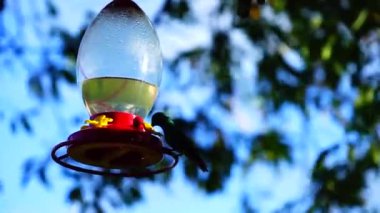 Kuş yemliğinden beslenen sinekkuşları, arka planda mavi gökyüzüne doğru esen bir ağacın yapraklarıyla besleniyor.