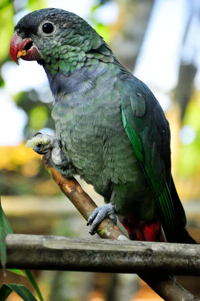 Grüner Graupapagei — Stockfoto