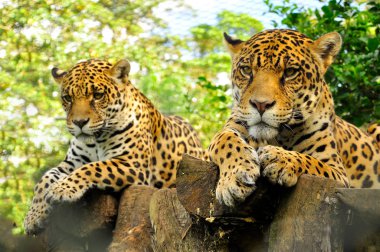 Amazon yağmur ormanlarındaki yetişkin bir jaguarın kafasının yakın çekimi.