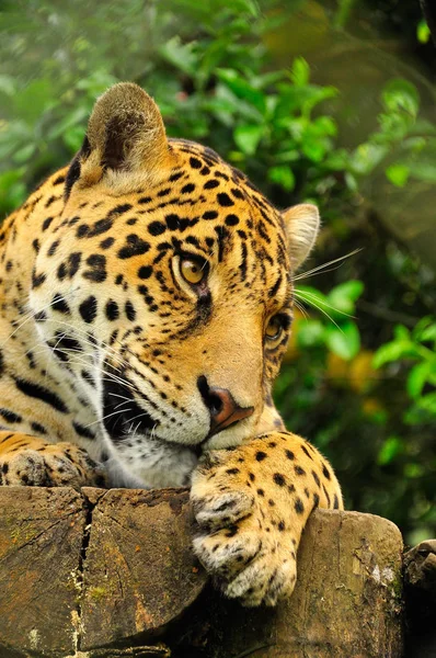 Close Head Adult Jaguar Amazon Rainforest — Stock fotografie