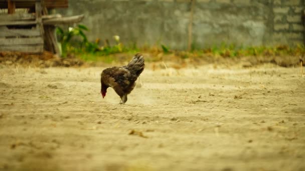 一只母鸡在尘土飞扬的田野上走着 — 图库视频影像