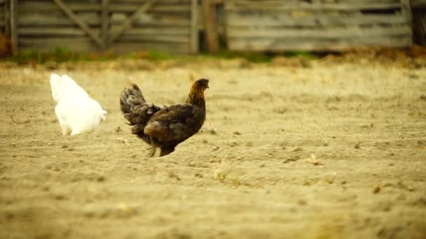 Seekor Ayam Berjalan Lapangan Berdebu — Stok Video