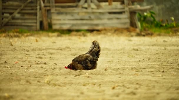 Tozlu Bir Tarlada Yürüyen Bir Tavuk — Stok video