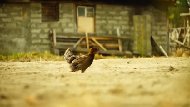 Tozlu Bir Tarlada Yürüyen Bir Tavuk — Stok video