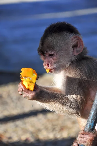 Um jovem macaco capuchinne comendo mamão — Fotografia de Stock